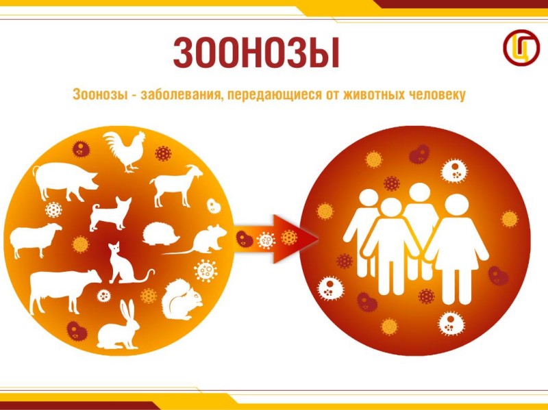 Что такое зоонозные инфекции?